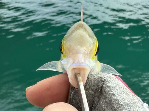 ハクセンタマガシラの釣果