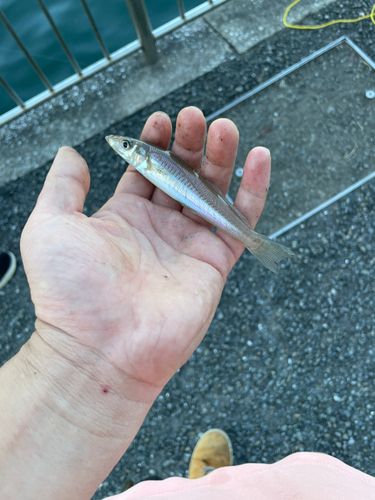 シロギスの釣果