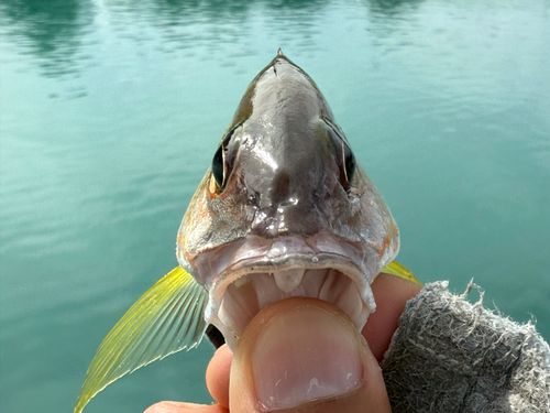 オキフエダイの釣果