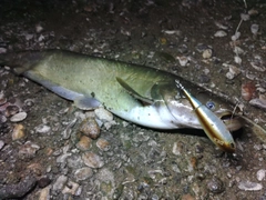 ナマズの釣果