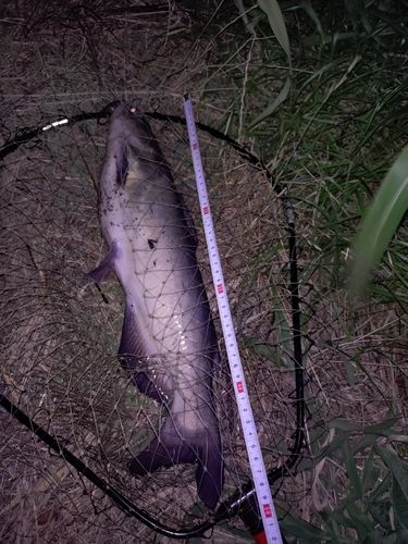 アメリカナマズの釣果