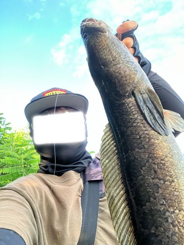 ライギョの釣果