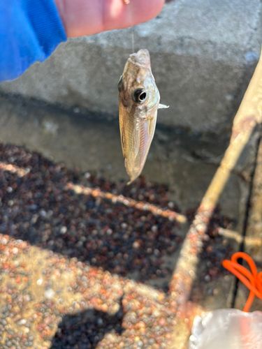 キスの釣果