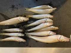 キスの釣果