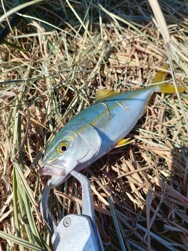 ツバスの釣果