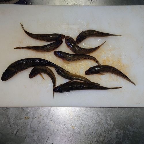 マハゼの釣果
