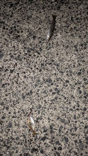 シロギスの釣果