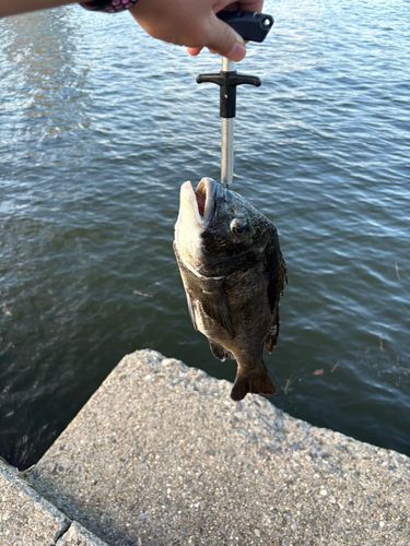 チヌの釣果