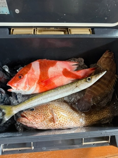 センネンダイの釣果