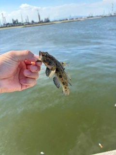 ハゼの釣果
