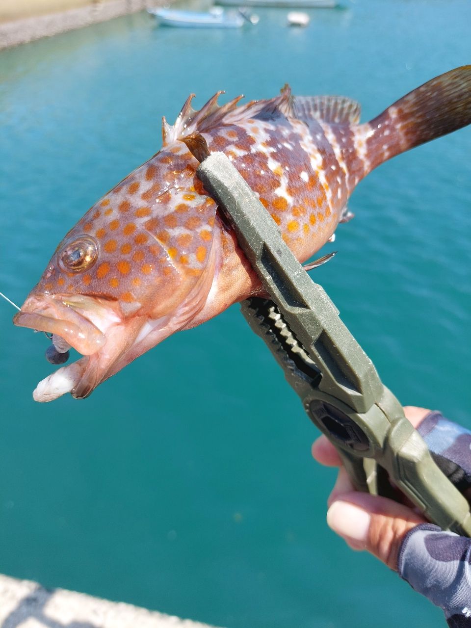 月下美人　 76L-T・メバル DAIWA 20月下美人 メバルモデル 76L-Tの最安値・インプレ・釣果