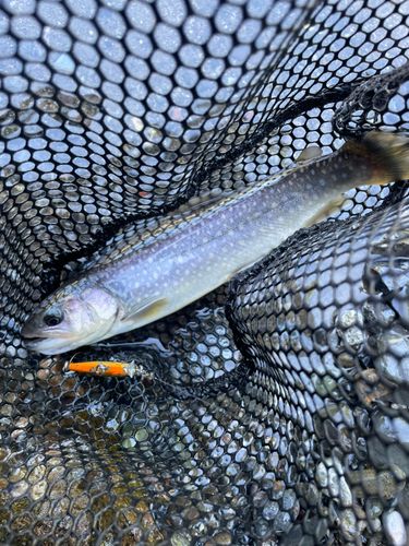 イワナの釣果