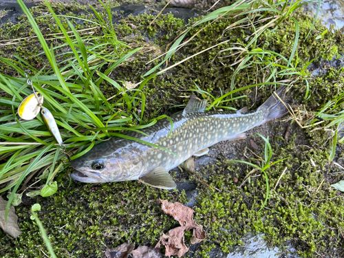 イワナの釣果
