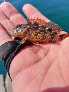 カサゴの釣果