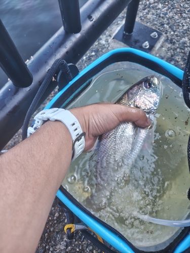 イシモチの釣果