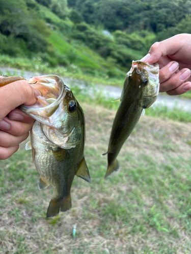 ブラックバスの釣果