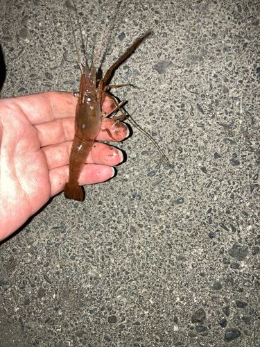 テナガエビの釣果