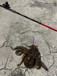 タコの釣果