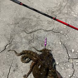 タコ