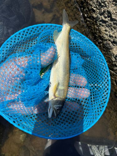 アユの釣果