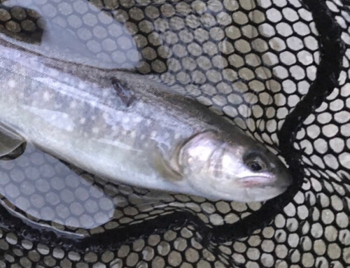 イワナの釣果