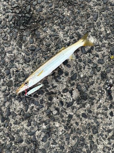 ヤマトカマスの釣果