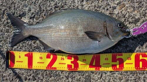 イスズミの釣果
