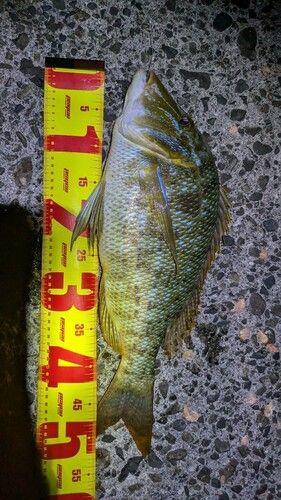 タマンの釣果