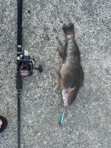 アイナメの釣果