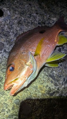 モンツキイサキの釣果