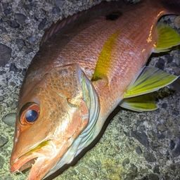 モンツキイサキ