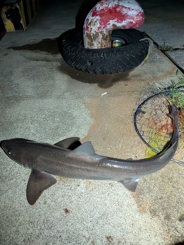 ホシザメの釣果