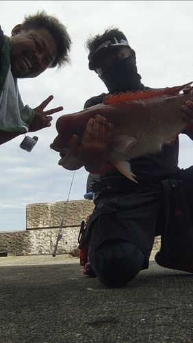 コブダイの釣果