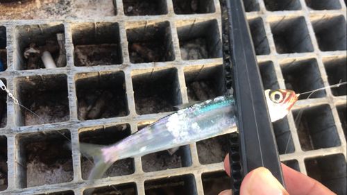 ウルメイワシの釣果