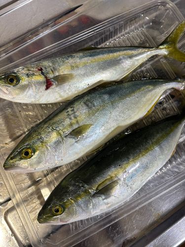 ツバスの釣果