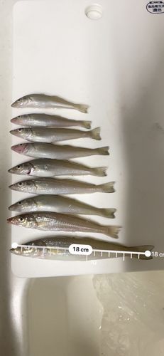 釣果