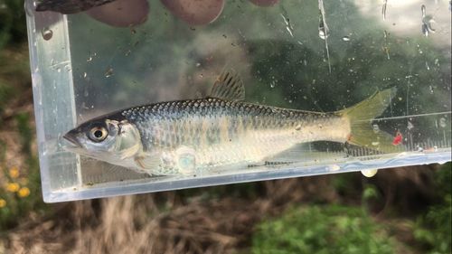 オイカワの釣果