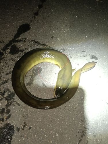 ウナギの釣果