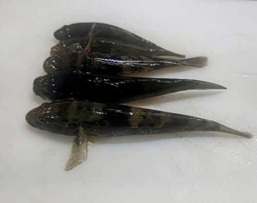 ハゼの釣果