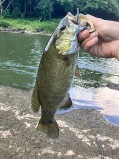 スモールマウスバスの釣果