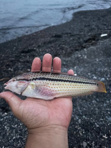 キュウセンの釣果