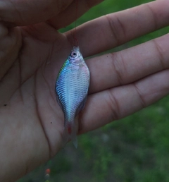 タイリクバラタナゴの釣果