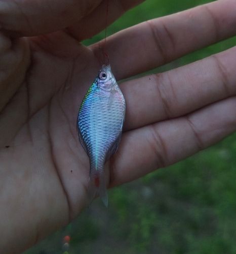 タイリクバラタナゴの釣果