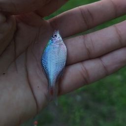 タイリクバラタナゴ