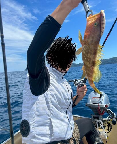 アコウの釣果