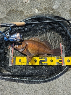メバルの釣果