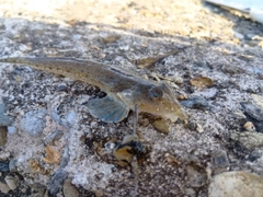 メゴチの釣果