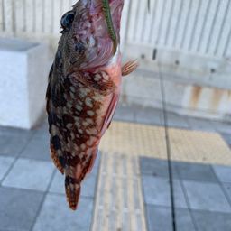 カサゴ