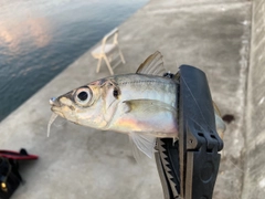マアジの釣果