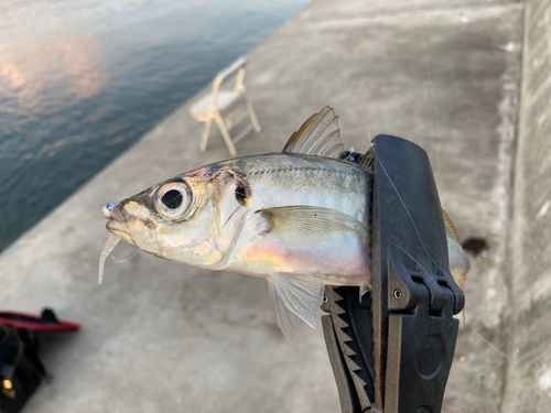 マアジの釣果